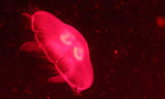 Jelly Fish 16