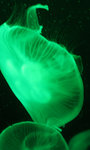 Jelly Fish 17