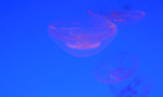 Jelly Fish 3