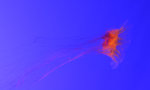 Jelly Fish 4