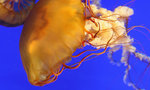 Jelly Fish 5