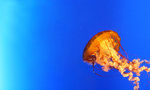 Jelly Fish 6