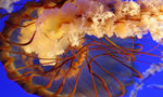 Jelly Fish 7