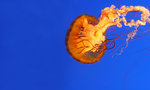 Jelly Fish 8