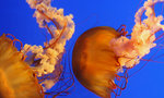 Jelly Fish 9