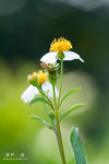IMG_4106 copy