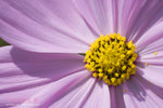 IMG_9505 copy