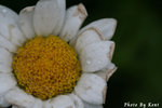 IMG_0467 copy