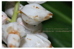 IMG_0042 copy