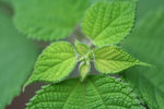 IMG_0068 copy