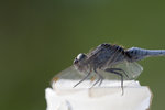 IMG_0178 copy