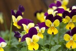 IMG_4035 copy