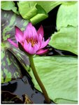 


Sukhothai lotus  - The Lord Buddha compares man to four states of the lotus. Thai Buddhists always use the lotus in paying homage to the image of the Buddha. In this symbolic act, three lotus blooms are offered for the three gems or Rattanatrai