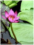 

Sukhothai lotus