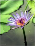 Sukhothai lotus - The flower's rich symbolism has embellished Thai literature since ancient times. The lotus is associated with heavenly beings. Many Brahman goddesses, have lotus blooms in their hand when portrayed in paintings. A variety of water-lilies share the same Thai name as the lotus