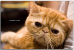 IMG_6921 copy