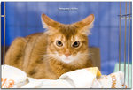 IMG_7100 copy