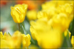 IMG_4426ed