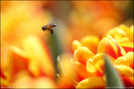 IMG_4434ed