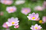 IMG_4532ed