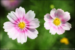 IMG_4546ed