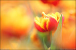 IMG_4595ed