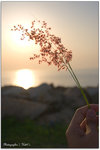 IMG_6682 copy