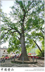 IMG_4841 copy