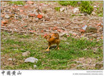 IMG_4850 copy