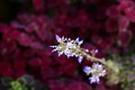 IMG_5666