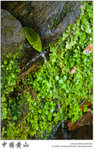 IMG_4666 copy