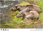 IMG_4797 copy