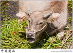 IMG_4801 copy