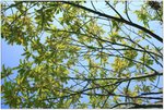 IMG_0657 copy