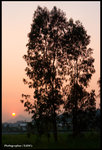 IMG_9039 copy