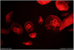 DPP_0085 copy