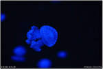 DPP_0103 copy