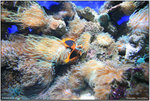 IMG_0232 copy
