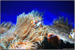 IMG_0235 copy
