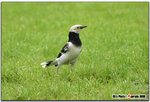 IMG_3788 copy