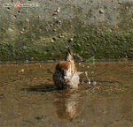 Untitled-1