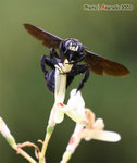 bee
