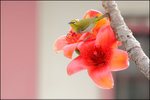 bird2010