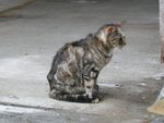 cat