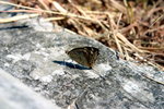 IMG_0094