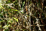IMG_0177