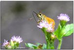 wide_2_001