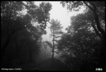 IMG_3223 copy