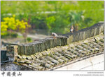 IMG_7875 copy