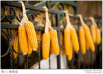IMG_7138 copy